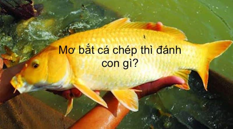 mơ bắt cá chép vàng đánh con gì